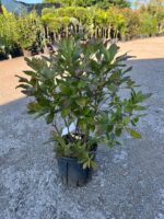 Azalea Mollis ”Golden Eagle Arancio” la ghiveci - imagine 2
