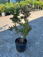 Azalea Mollis ”Hotspur Rosso Arancio” la ghiveci - imagine 2