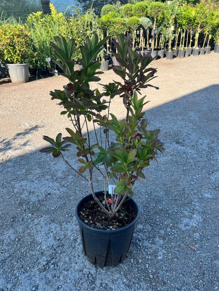 Azalea Mollis ”Hotspur Rosso Arancio” la ghiveci - imagine 2