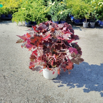 Heuchera - Pepiniera Sosa