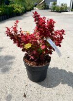Berberis thunbergii Dragon Flame la ghiveci - imagine 2