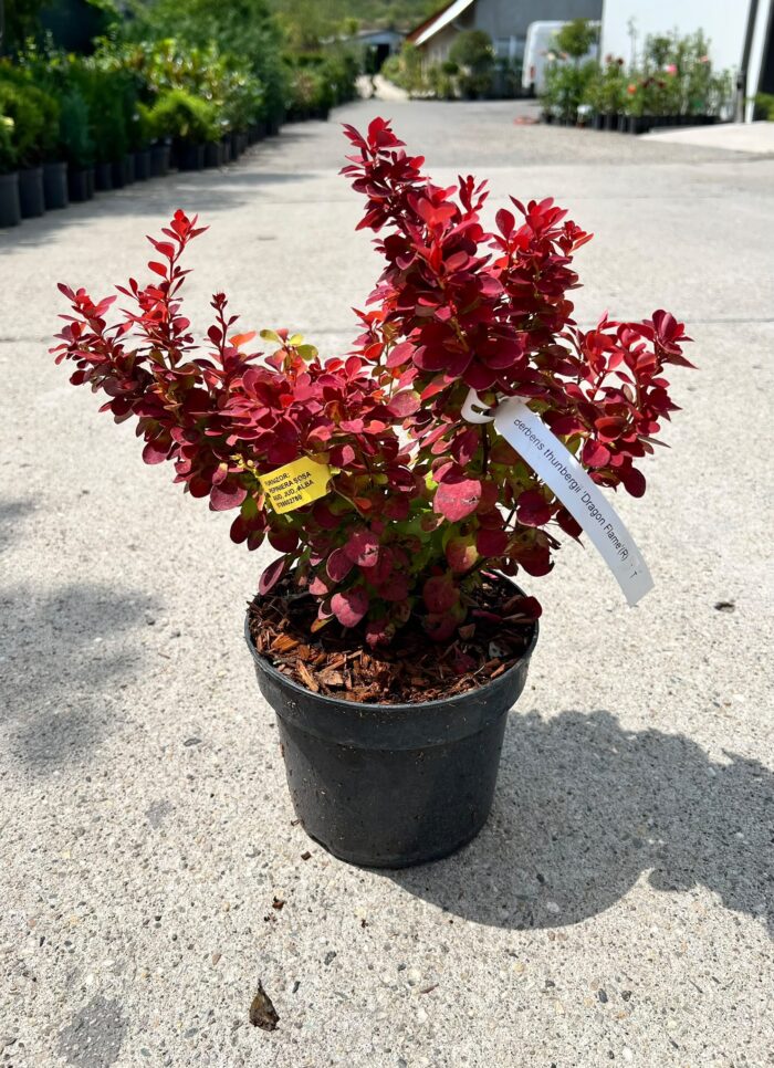 Berberis thunbergii Dragon Flame la ghiveci - imagine 2