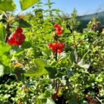 Coacaz Rovada la ghiveci 3L - imagine 3