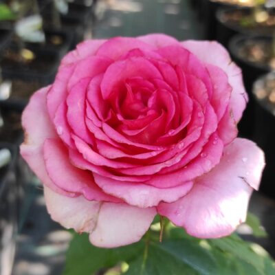 Admira frumusețea Trandafir Mondiale - flori roz cu umbre verzui și petale ușor încrețite. Planta perfectă pentru grădină. Cumpără acum! 🌸🛒