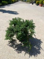 Juniperus Horizontalis Wiltonii la ghiveci - imagine 2