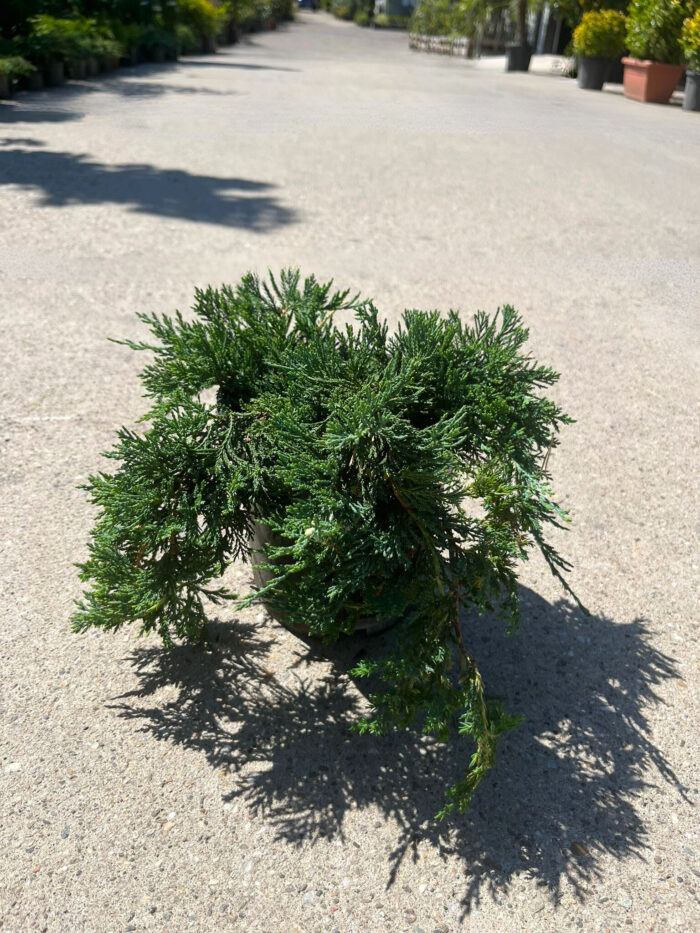 Juniperus Horizontalis Wiltonii la ghiveci - imagine 2