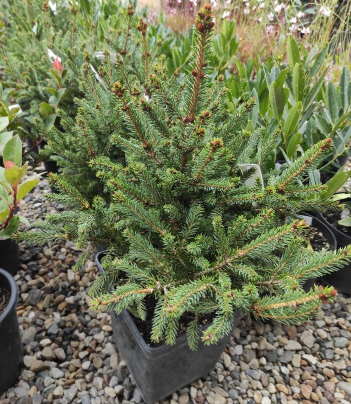 👉️ Picea abies 'Will's Zwerg' este cultivată ca plantă ornamentală în grădini de rocă, grădini japoneze și ghivece decorative.Comandă acum! 🛒🌲