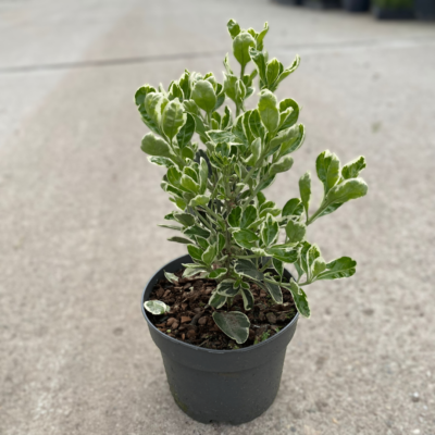 Transformă-ți grădina cu Euonymus Kathy, un arbust cu frunze strălucitoare și dezvoltare excelentă pe soluri bine drenate. Comandă acum! 🌿🛒