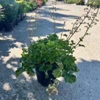 Heuchera la ghiveci