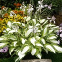 Dă viață grădinii tale cu planta decorativă Hosta Enterprise. Perioada de plantare: tot timpul anului. Comandă acum și creează-ți o grădină de vis! 🌿