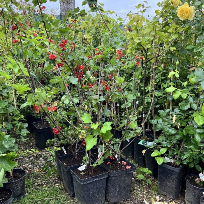 Coacaz Rovada la ghiveci 5L - imagine 2