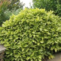 Aucuba Japonica (Pom de Aur) la ghiveci