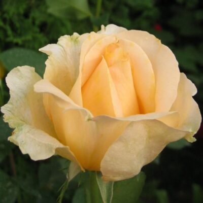 Trandafir Casanova - este cunoscută pentru flori mari, duble, în nuanțe vibrante de galben-portocaliu și pentru aroma sa irezistibilă.🌼