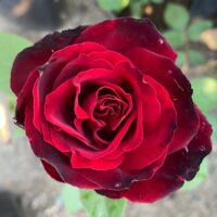 Trandafir Black Magic -varietate spectaculoasă, renumită pentru flori mari, de un negru-roșiatic profund,care emană o aromă intensă.🌹 Comandă acum!🛒