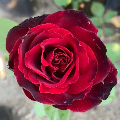 Trandafir Black Magic -varietate spectaculoasă, renumită pentru flori mari, de un negru-roșiatic profund,care emană o aromă intensă.🌹 Comandă acum!🛒