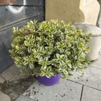 Adaugă un strop de culoare terasei tale cu plantele Hebe. Înflorește până la primele înghețuri și cucerește privirile trecătorilor. Descoperă acum! 🌿