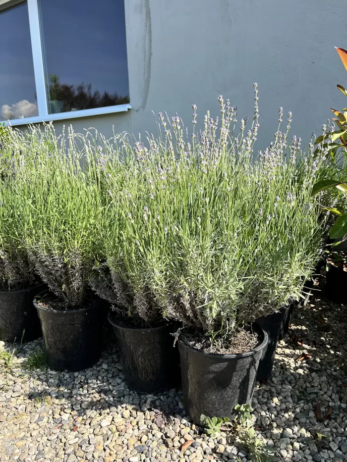 Lavanda la ghiveci - imagine 2