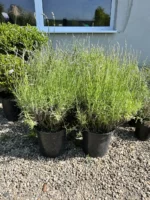 Lavanda la ghiveci - imagine 2