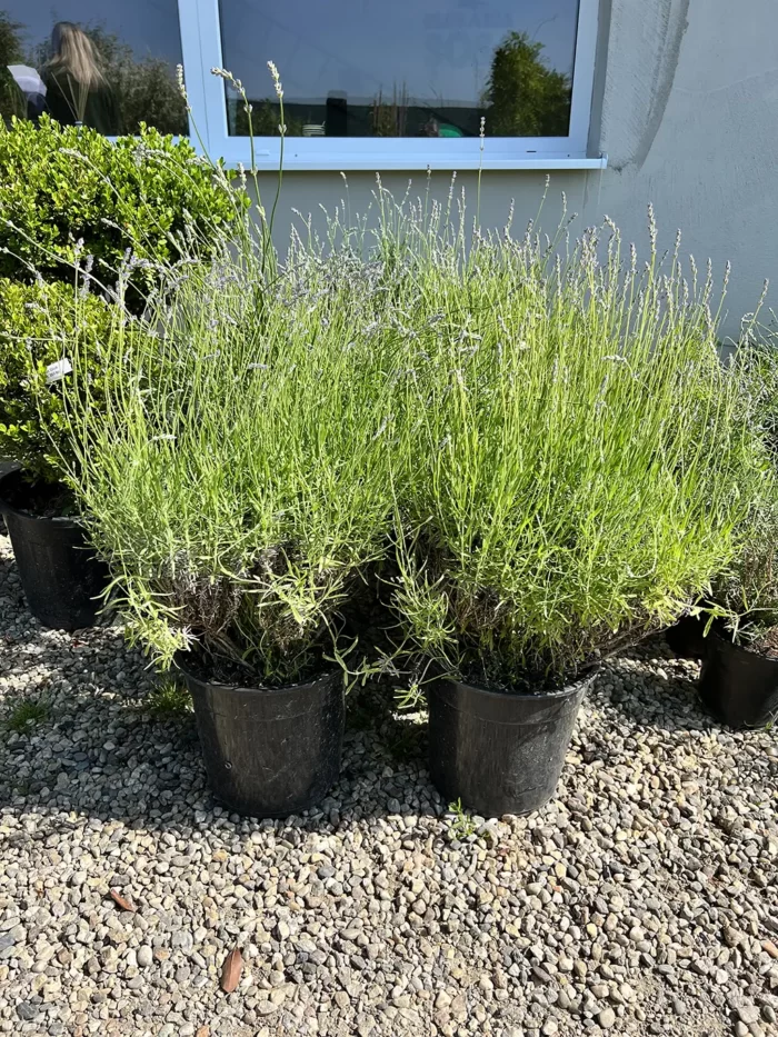 Lavanda la ghiveci - imagine 2