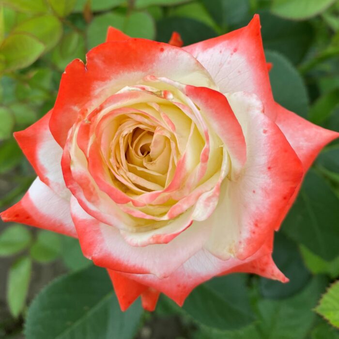 Încântați-vă simțurile cu parfumul ușor de Trandafir Prințesa. Aduceți primăvara în propria grădină cu această varietate superbă! 🌼🛒