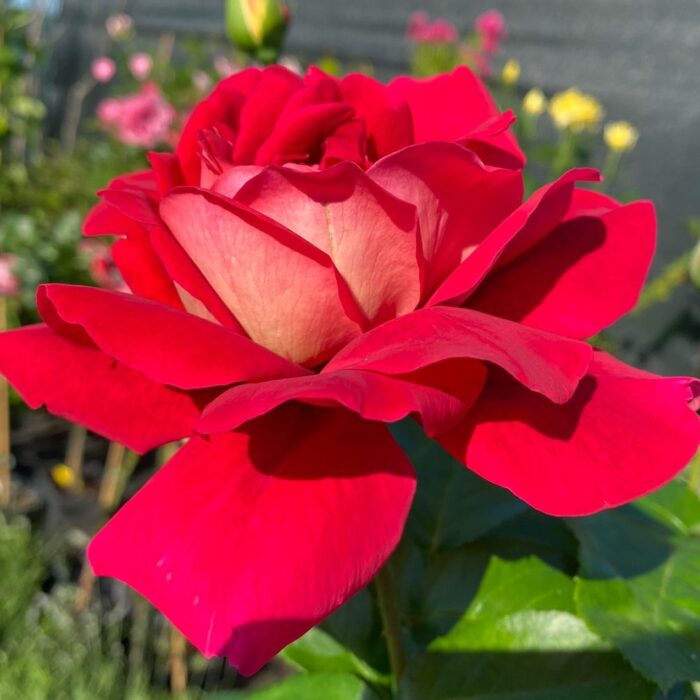 Trandafir Kronenbourg, o specie teahibrid cu flori mari și elegante în tonuri de roșu cu galben-portocaliu. Alege această varietate pentru grădina ta! 🛒