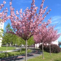 Adaugă un strop de culoare și eleganță în grădina ta cu cires japonez roz. Acesta va încânta privirile cu florile sale spectaculoase. 🌸🛒