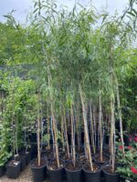 Salix Irrorata la ghiveci - imagine 2