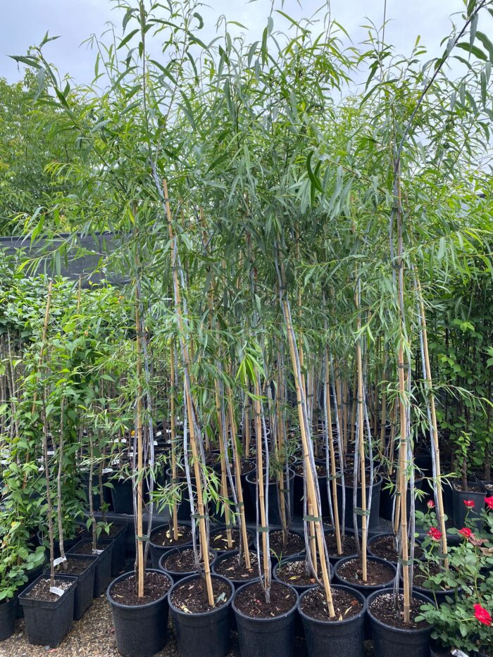 Salix Irrorata la ghiveci - imagine 2