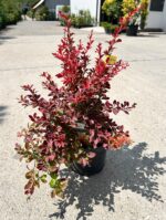 Berberis thunbergii Coral la ghiveci - imagine 2
