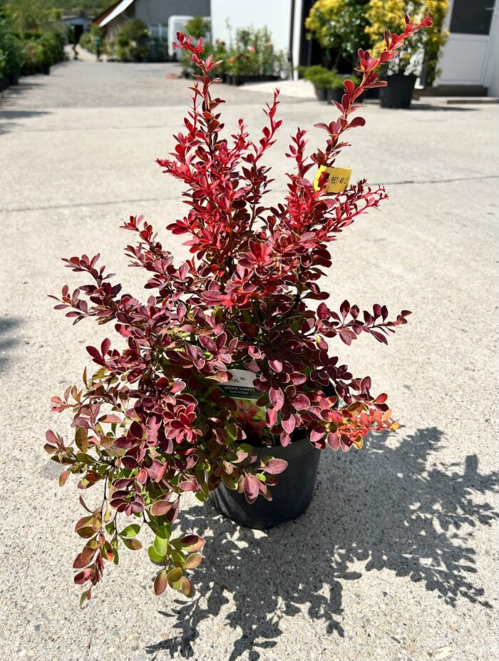 Berberis thunbergii Coral la ghiveci - imagine 2