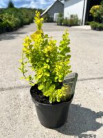 Berberis thunbergii Golden Torch la ghiveci - imagine 2