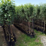 Măr Pătul la ghiveci 5L - imagine 2