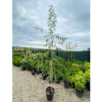 Salix Irrorata are frunzele alungite, deseori lucioase și cu margini fin zimțate. Unele specii produc inflorescențe mici.Comandă acum! 🌿🛒