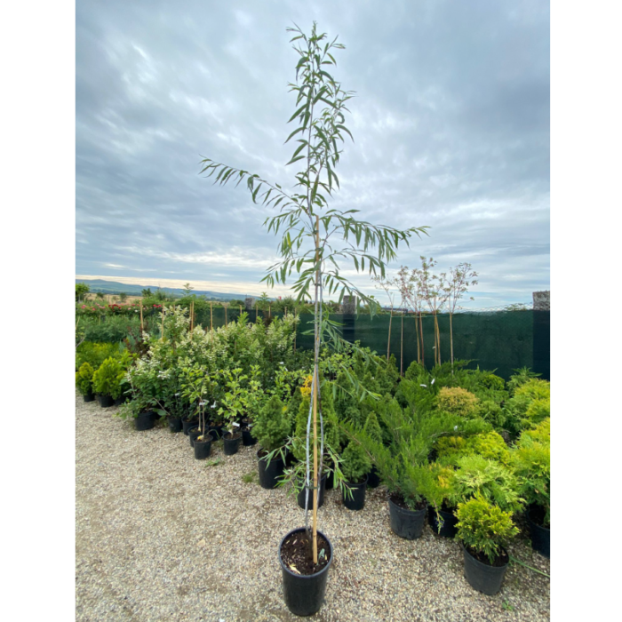 Salix Irrorata are frunzele alungite, deseori lucioase și cu margini fin zimțate. Unele specii produc inflorescențe mici.Comandă acum! 🌿🛒