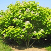 Catalpa bignonioides aduce o notă elegantă și vibranta în orice locație. Fii in pas cu natura și adaugă acest copac superb în grădina ta! 🌳🛒
