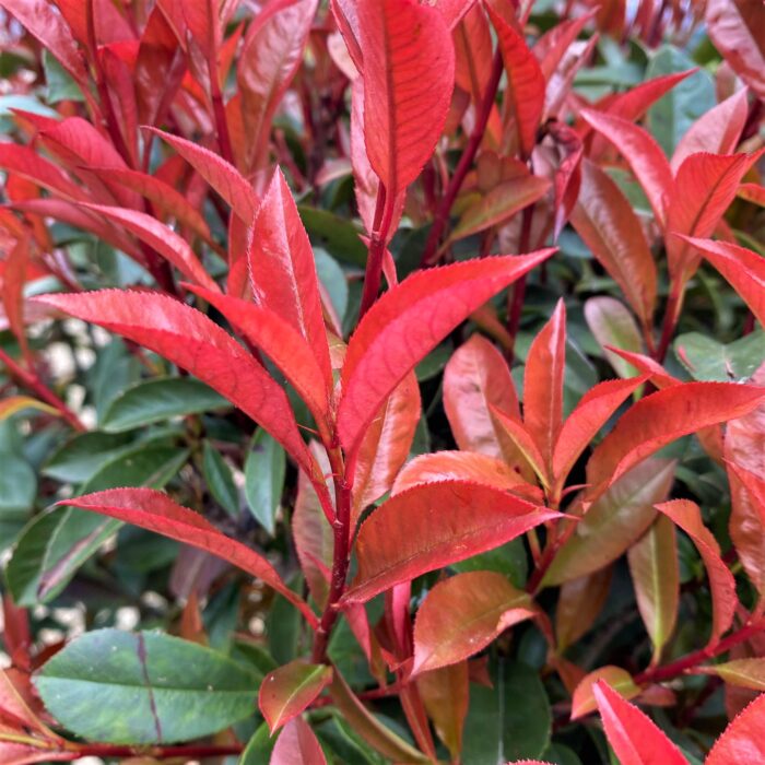 Photinia Red Robin Multitulpinal la ghiveci - imagine 2