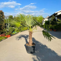 Palmier Chamaerops Excelsa la ghiveci nr. 1