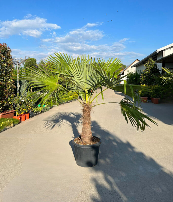 1c7c26ce-da45-406d-a85f-362a0b0dca94 Palmier Chamaerops Excelsa la ghiveci nr. 1 - imagine 1
