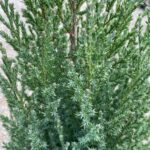 Juniperus Chinensis Stricta la ghiveci - imagine 2
