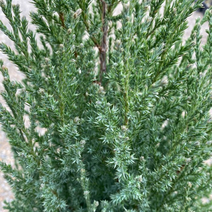 Juniperus Chinensis Stricta la ghiveci - imagine 2