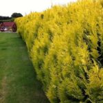 Leylandii Gold Rider - coniferul cu frunziș aurit perfect pentru orice stil de grădină. Comandă acum și adaugă o notă de eleganță!🥰