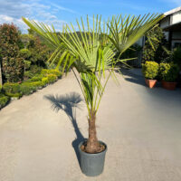Palmier Chamaerops Excelsa la ghiveci nr. 3