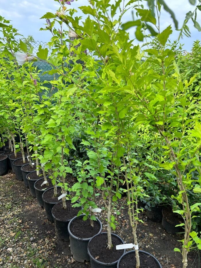 Hibiscus Alb la ghiveci - imagine 2