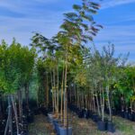 Adăugați un strop de culoare și farmec grădinii dvs. cu Mimoza (Arbore de Mătase), o plantă rezistentă și ușor de întreținut. Cumpărați acum! 🛒