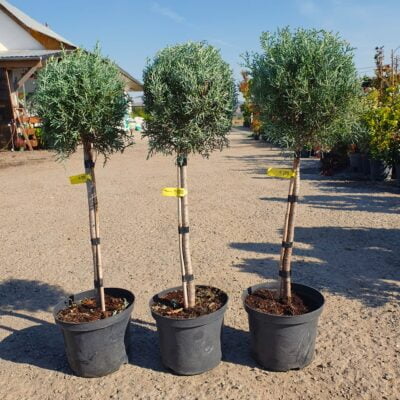 Plantați și împodobiți grădina dvs. cu frumosul Copăcel Arizonica Fastigiata. Un decor perfect prin culorile și frunzișul dens! 🌿🛒