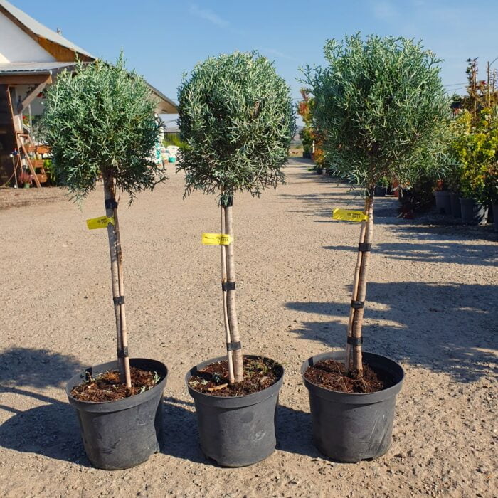 Plantați și împodobiți grădina dvs. cu frumosul Copăcel Arizonica Fastigiata. Un decor perfect prin culorile și frunzișul dens! 🌿🛒