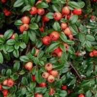 Descoperiți Cotoneaster Dammeri, arbustul cu frunziș persistent și bobițe portocalii. Perfect pentru a acoperi solul și pentru a decora grădina ta! 🛒