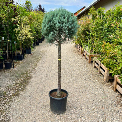 Cupressus Arizonica pe picior