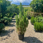 Juniperus Chinensis Stricta - Pepiniera Sosa