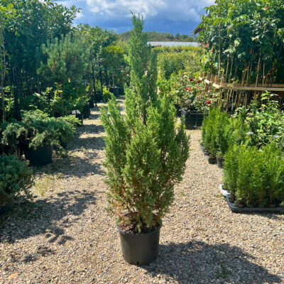 Juniperus Chinensis Stricta - Pepiniera Sosa